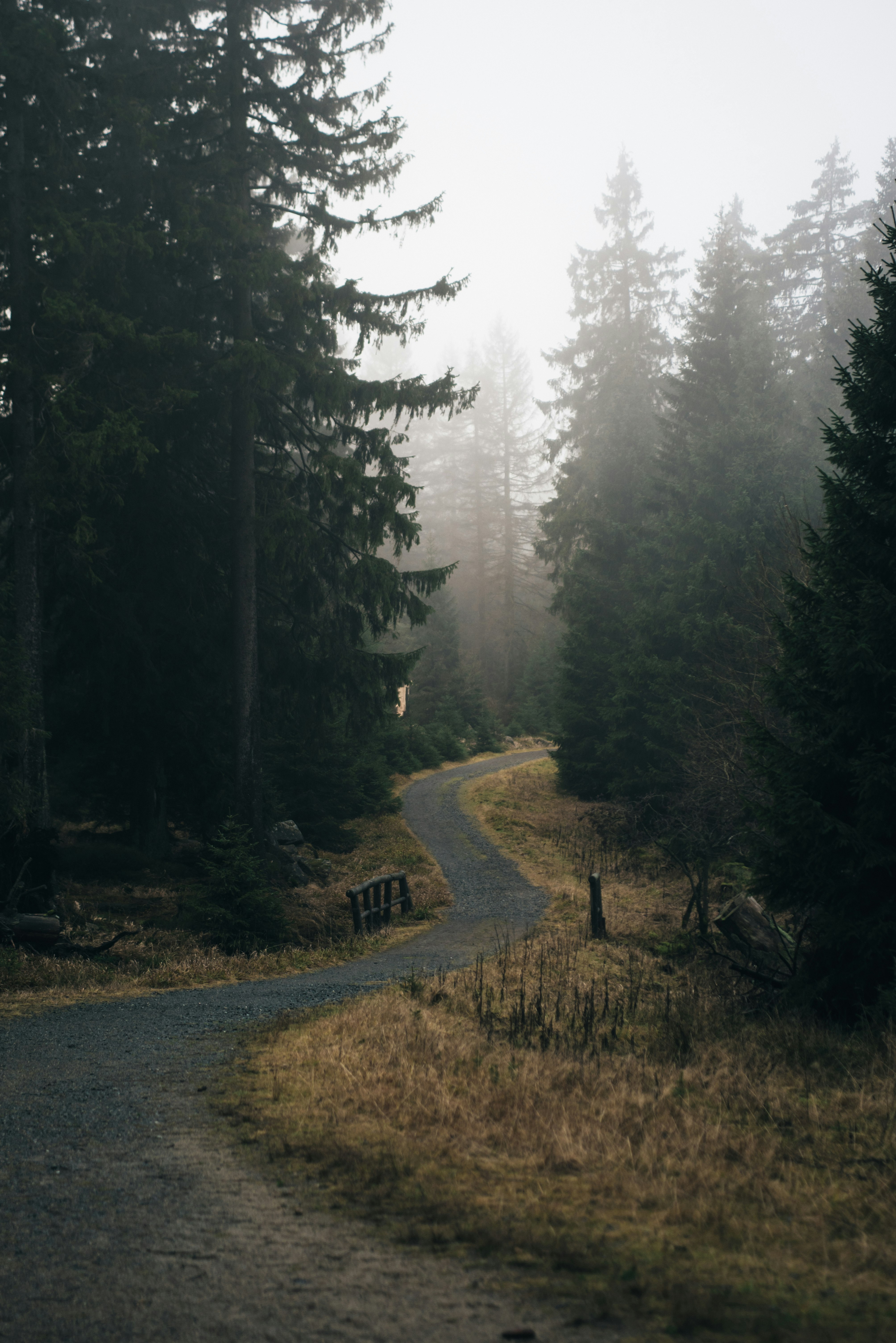 green trees