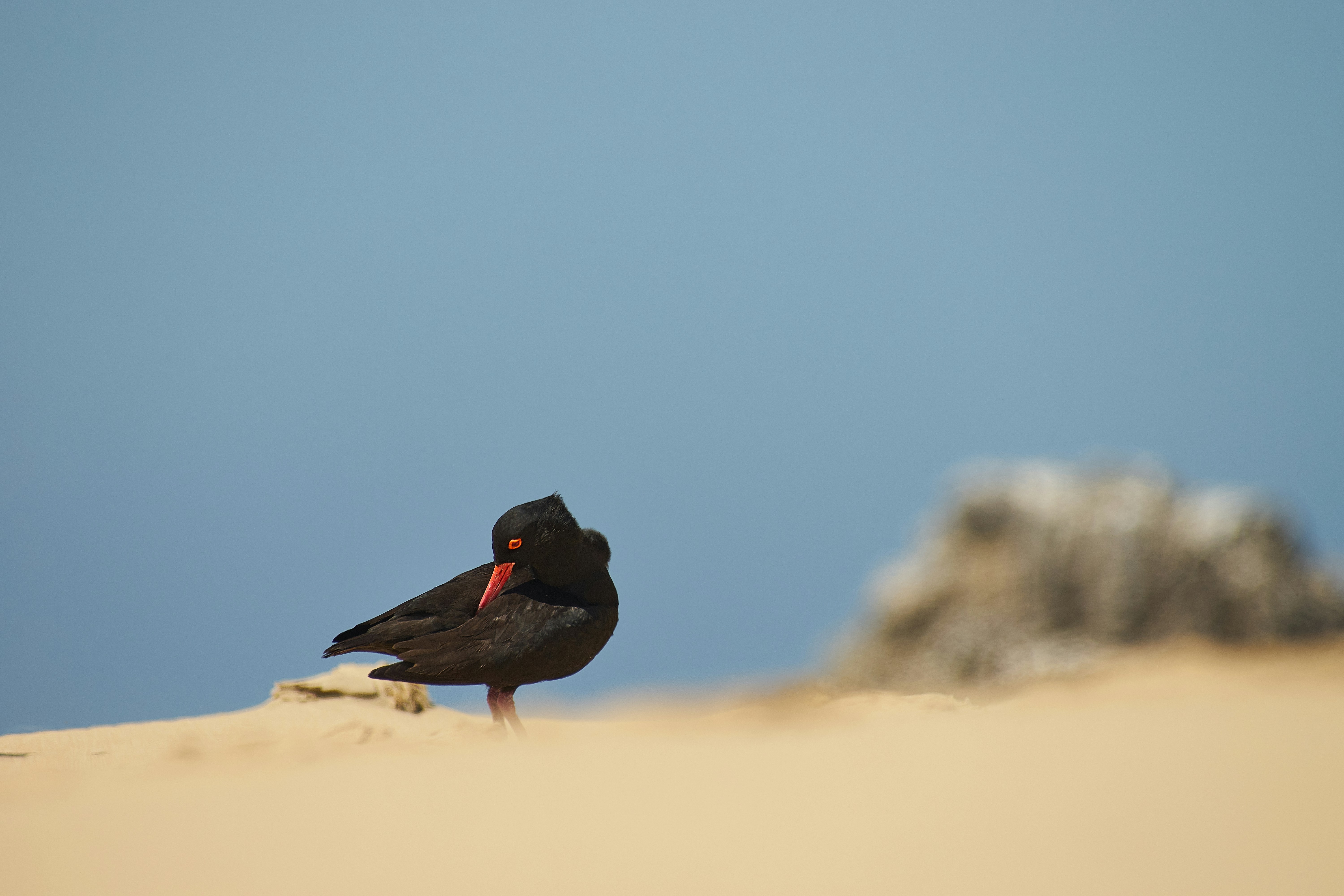 Photo by wolfgang_hasselmann