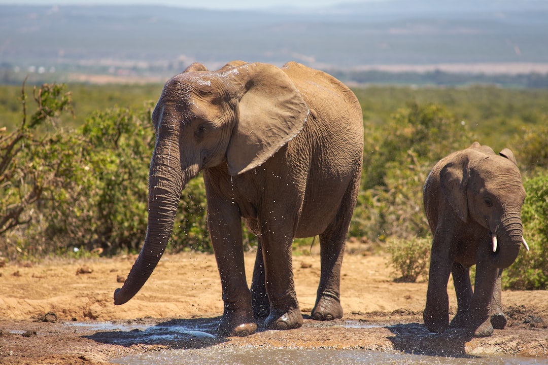 elephant with cub on field