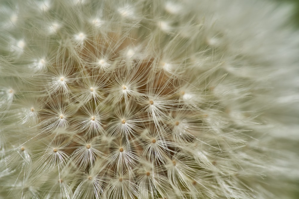 white dandelion