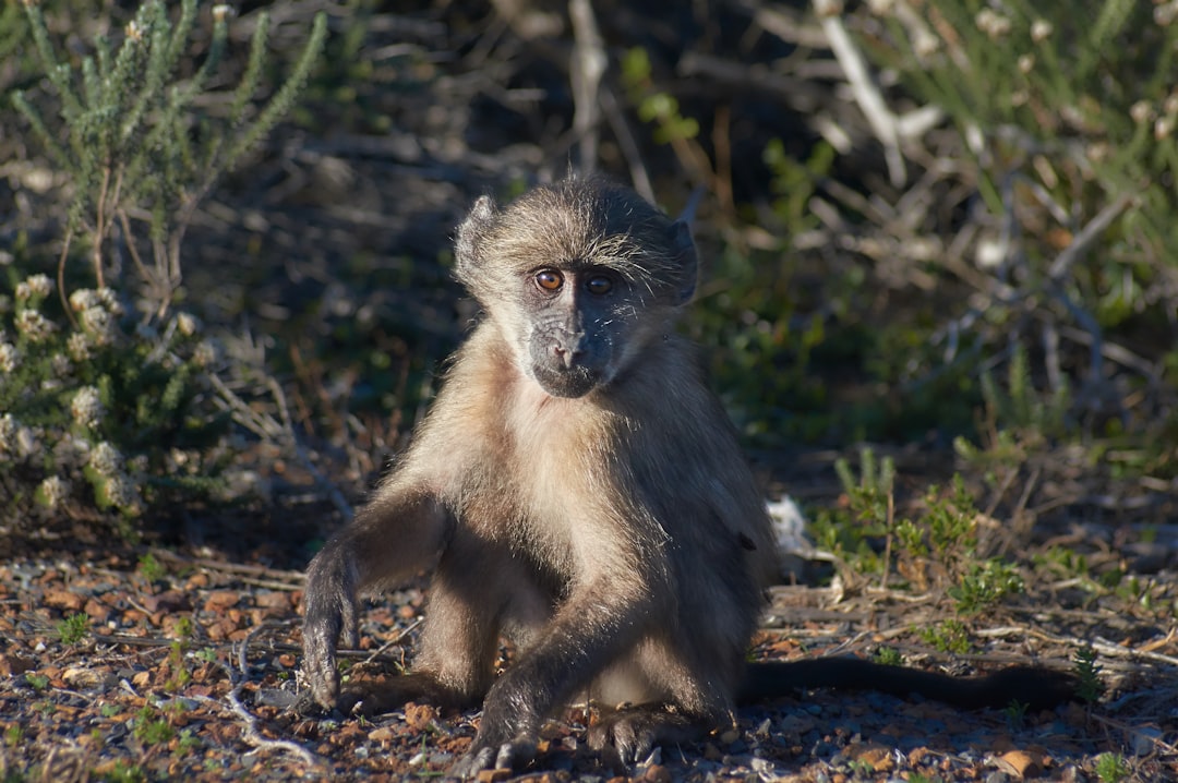 gray monkey sitting