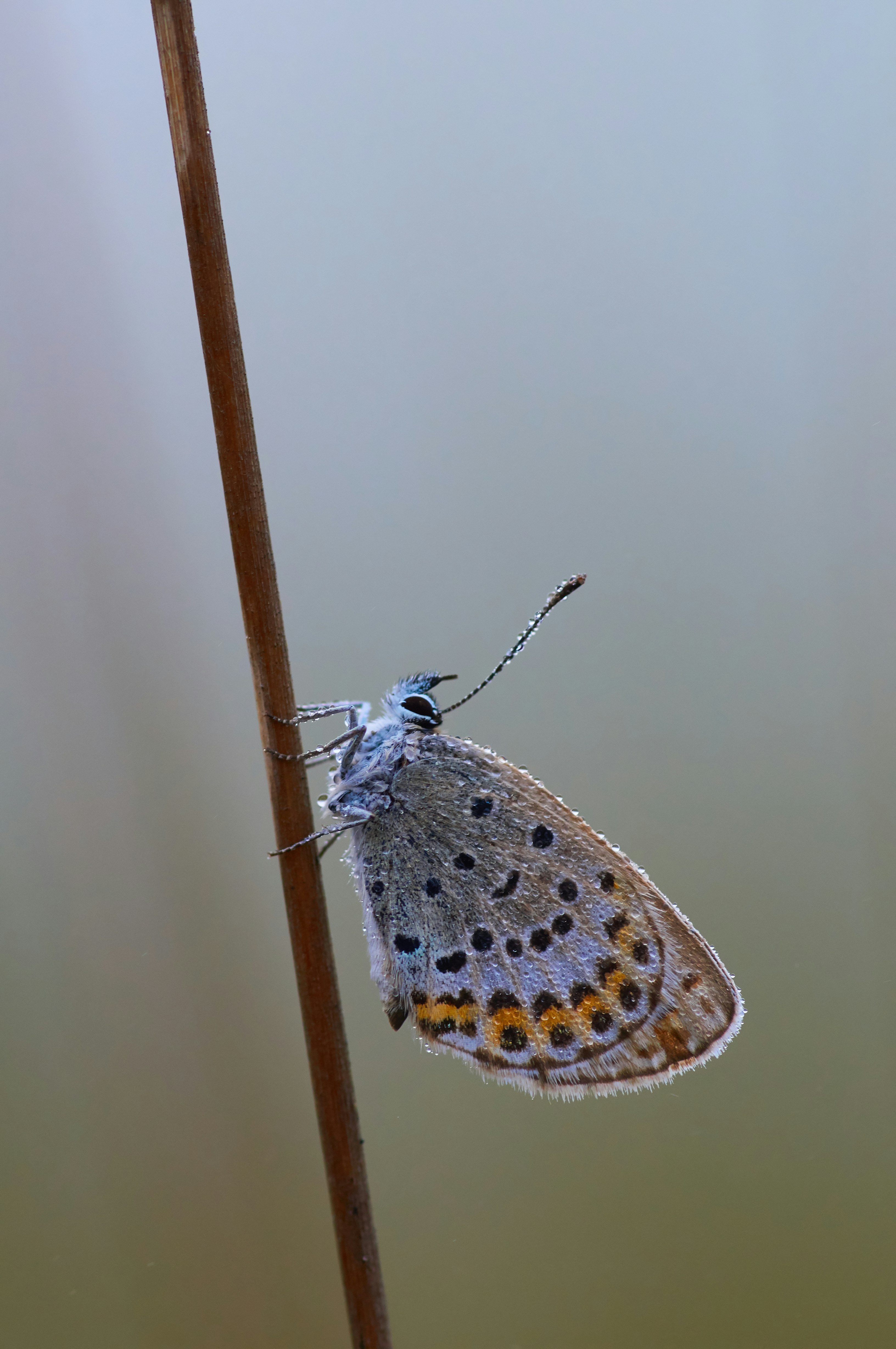 brown and orange butterfly perching on brown stick