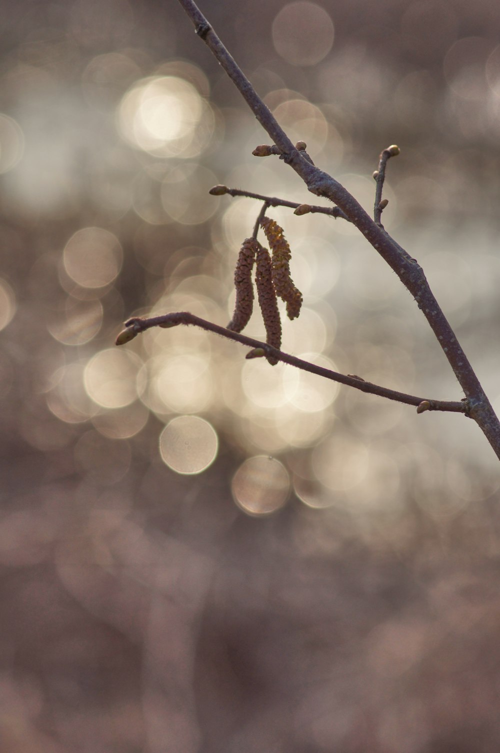 shallow focus photography of tree branch