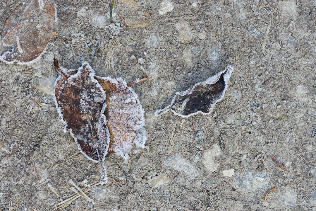 dried brown leaf