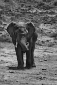 An elephant stands in a natural habitat, surrounded by a sparse grassy area with patches of dirt. The elephant appears to be facing forward, showcasing its tusks and trunk.