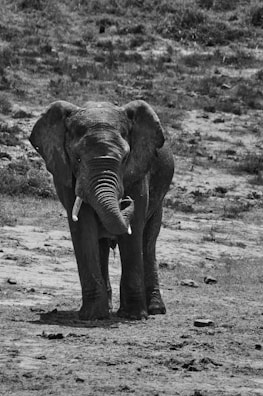 An elephant stands in a natural habitat, surrounded by a sparse grassy area with patches of dirt. The elephant appears to be facing forward, showcasing its tusks and trunk.