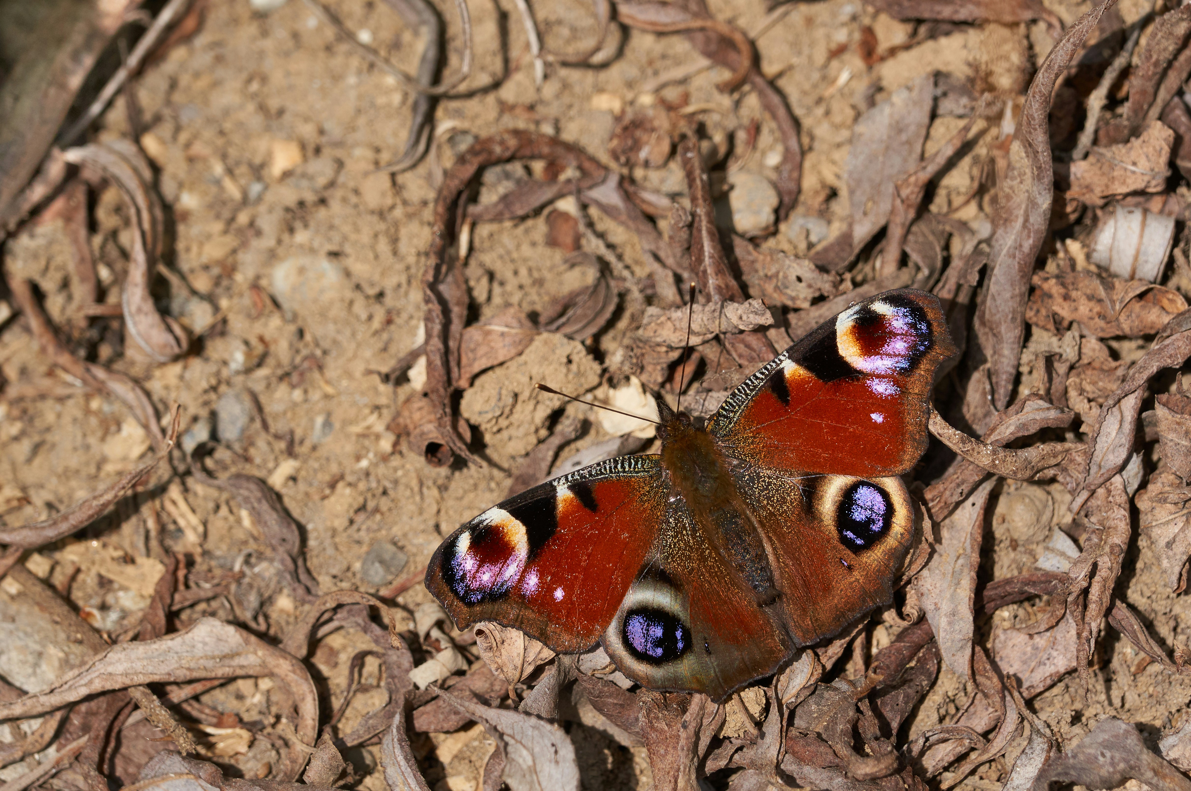 Photo by wolfgang_hasselmann