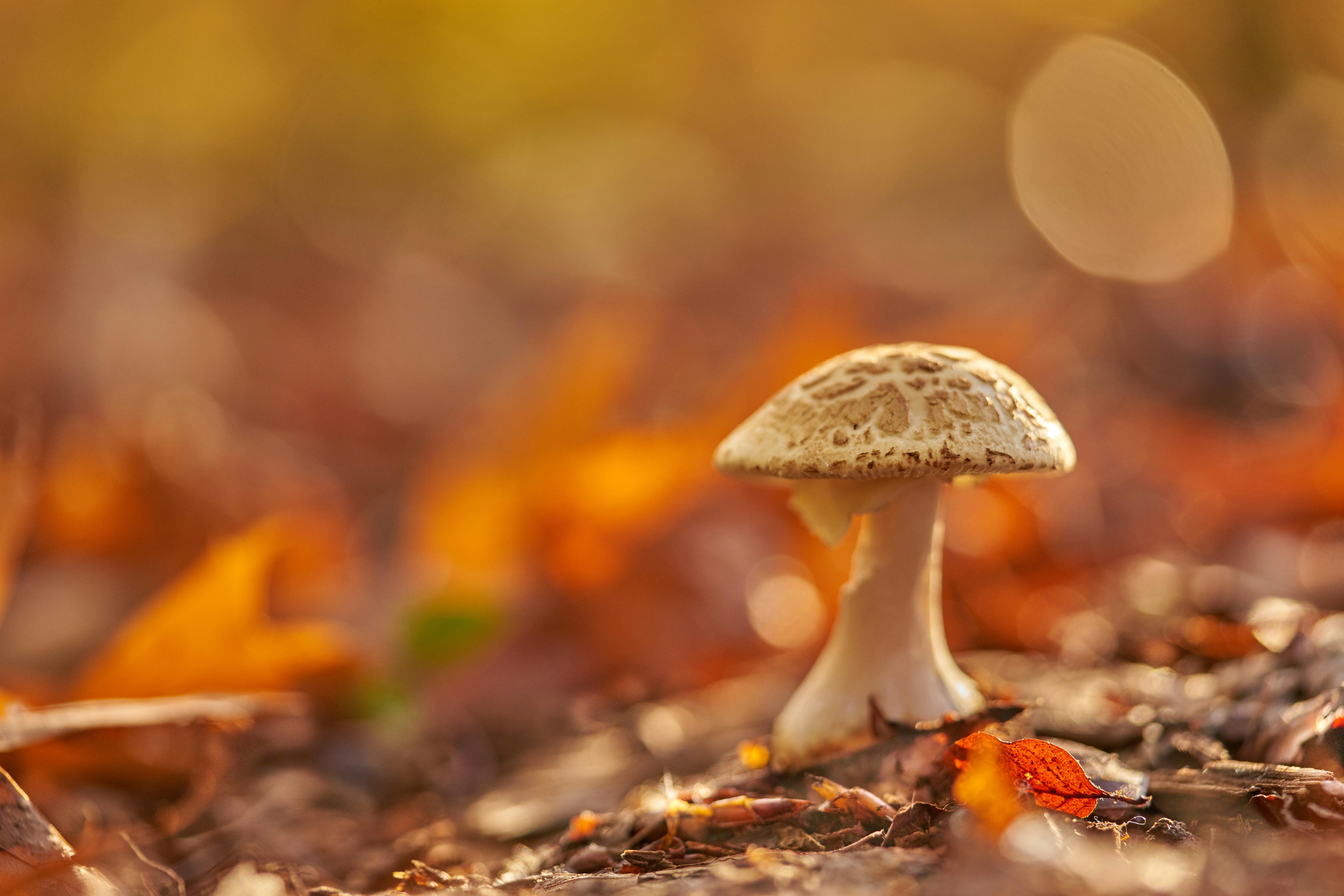 Photo by wolfgang_hasselmann