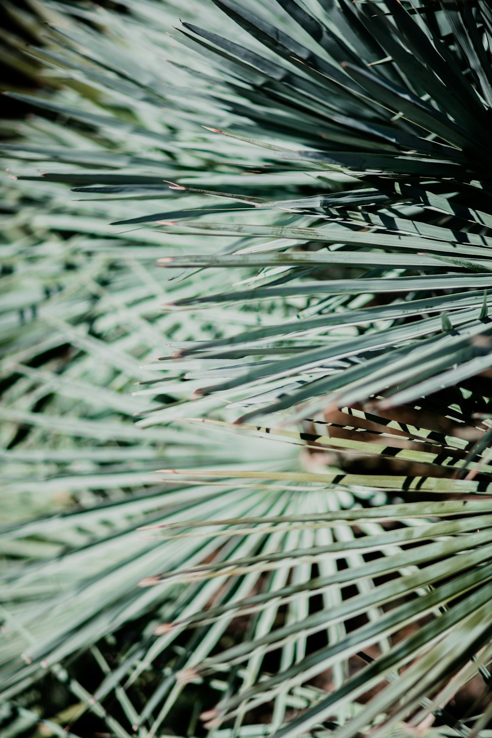 a close up of a pine tree with lots of leaves