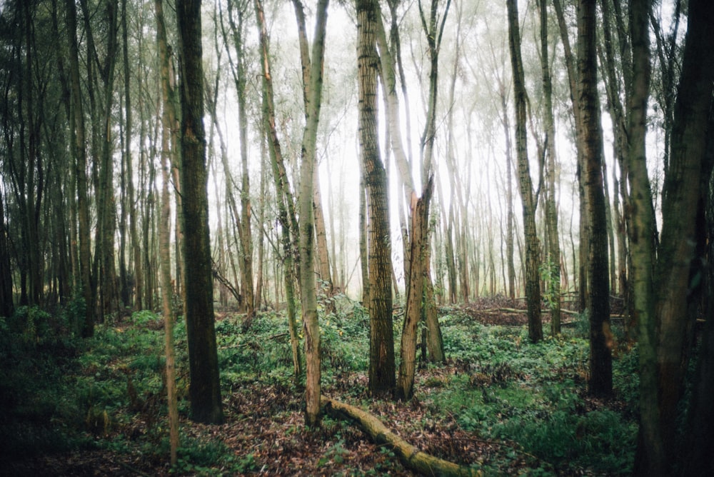 green-leafed trees