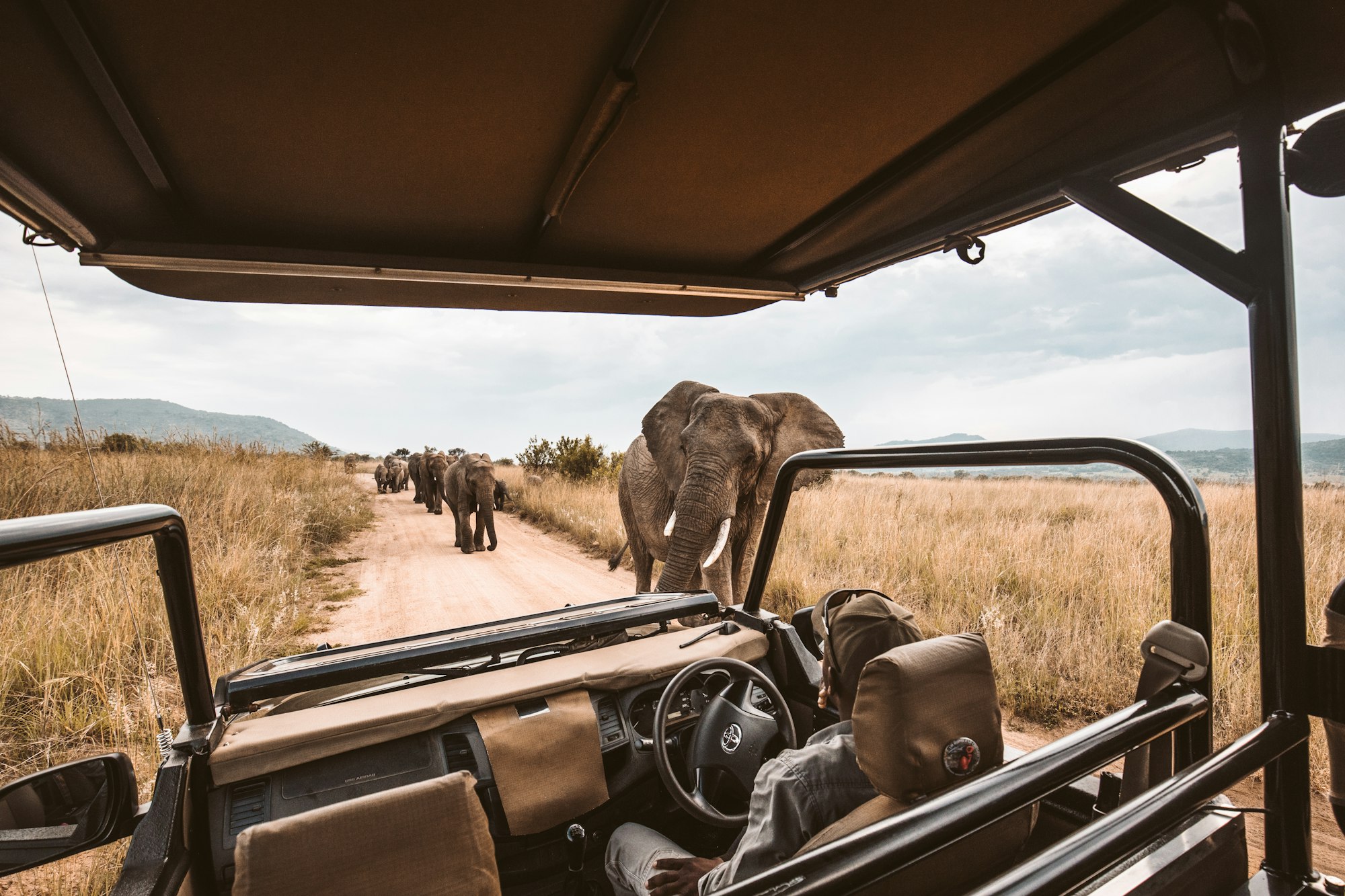 Safari Takes A Shocking Turn