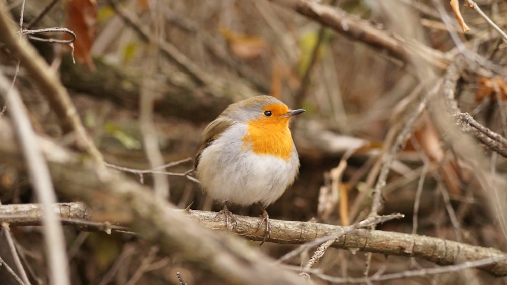 gray and orange bird