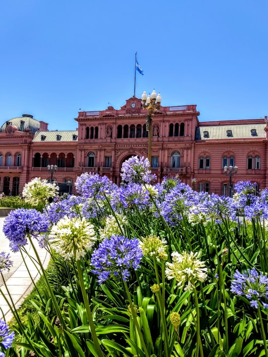 shallow focus photography of green-leafed plant with purple and white flowers in Plaza de Mayo Argentina