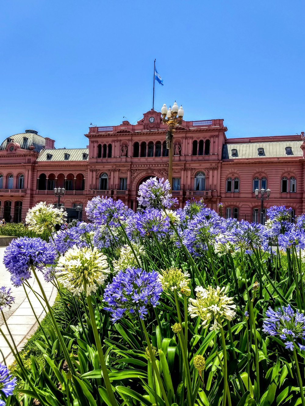 fotografia de foco raso de planta de folhas verdes com flores roxas e brancas