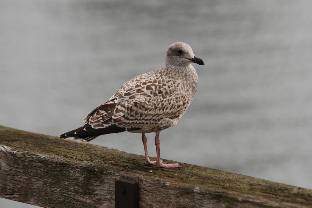 white and brown seagull on wooden surface