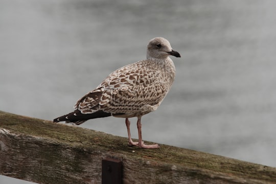 white and brown seagull on wooden surface in Honfleur France