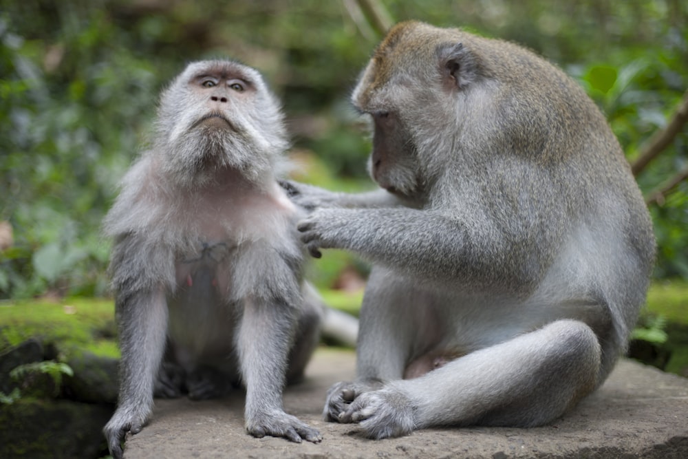 two primate sitting on rock