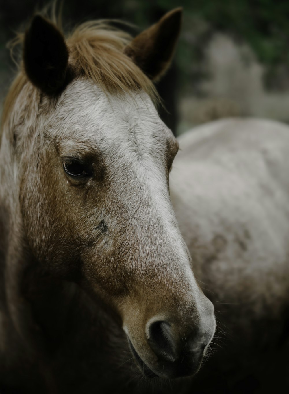 shallow focus photography of brown horse