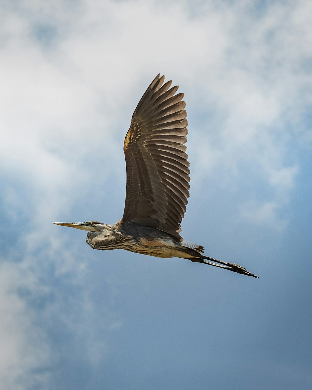 brown bird flying