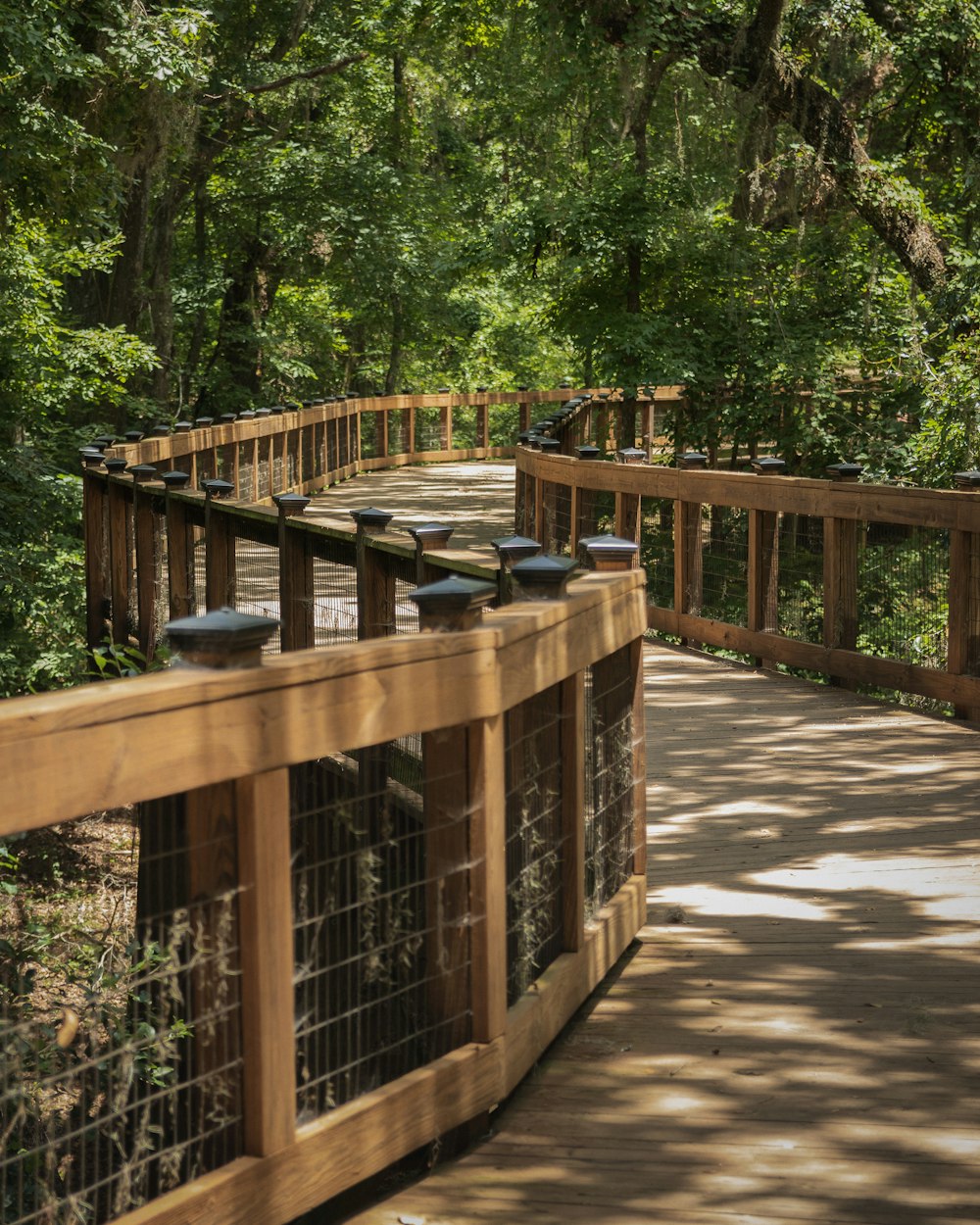 a wooden walkway in the middle of a forest