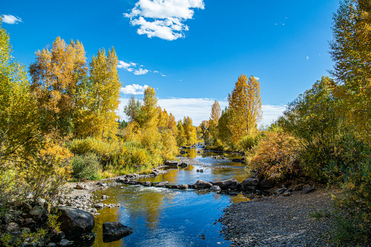 The Yampa River in Steamboat Springs, lined with yellow autumn trees
