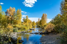body of water in between trees