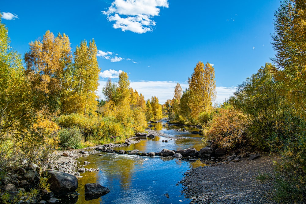 body of water in between trees