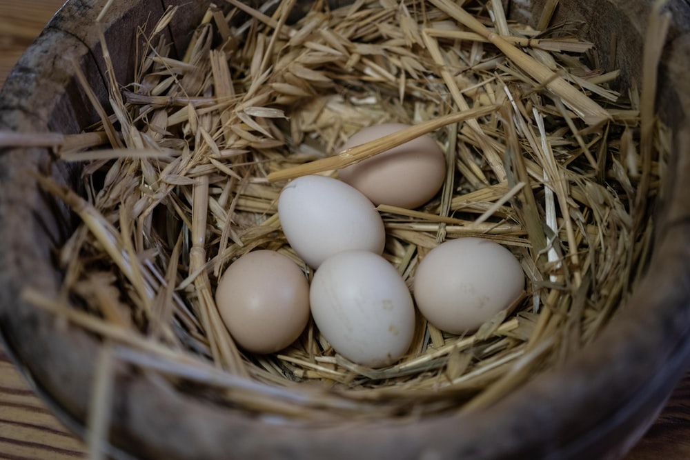 five white eggs in nest