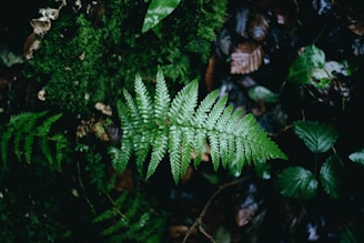 green grass