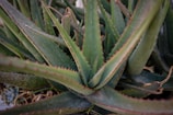 A vibrant cluster of aloe vera leaves sliced open to reveal gel.