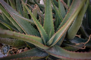 Harvested aloe vera leaves stacked ready for processing in rustic crates