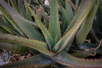Harvested aloe vera leaves stacked ready for processing in rustic crates