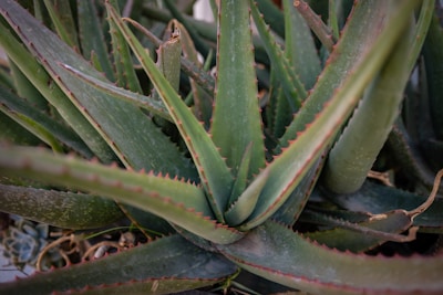 A vibrant cluster of aloe vera leaves sliced open to reveal gel.