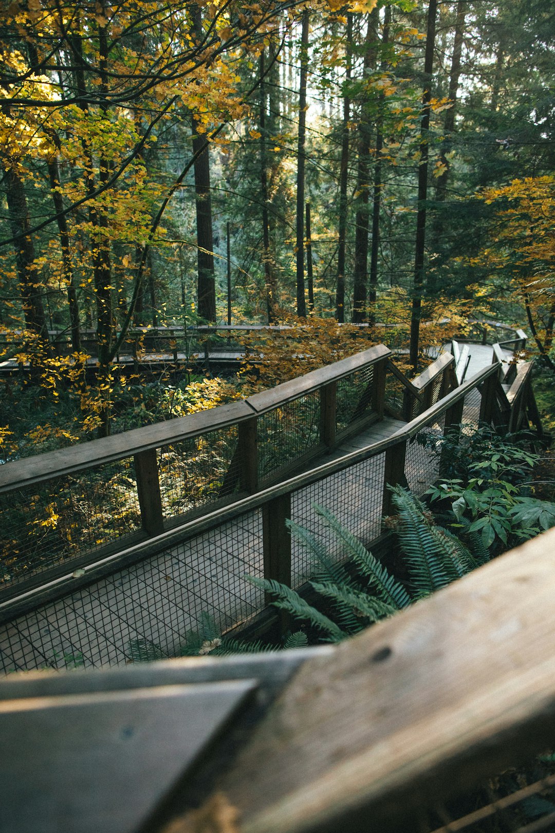 Forest photo spot Capilano Suspension Bridge Park Pacific Spirit Regional Park