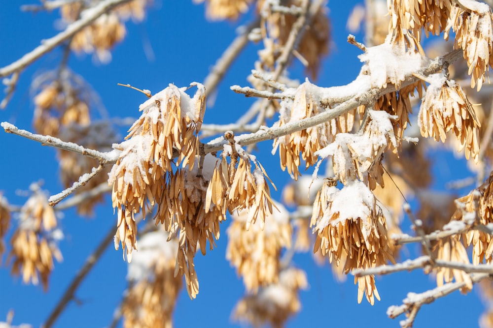 trees covered with snow