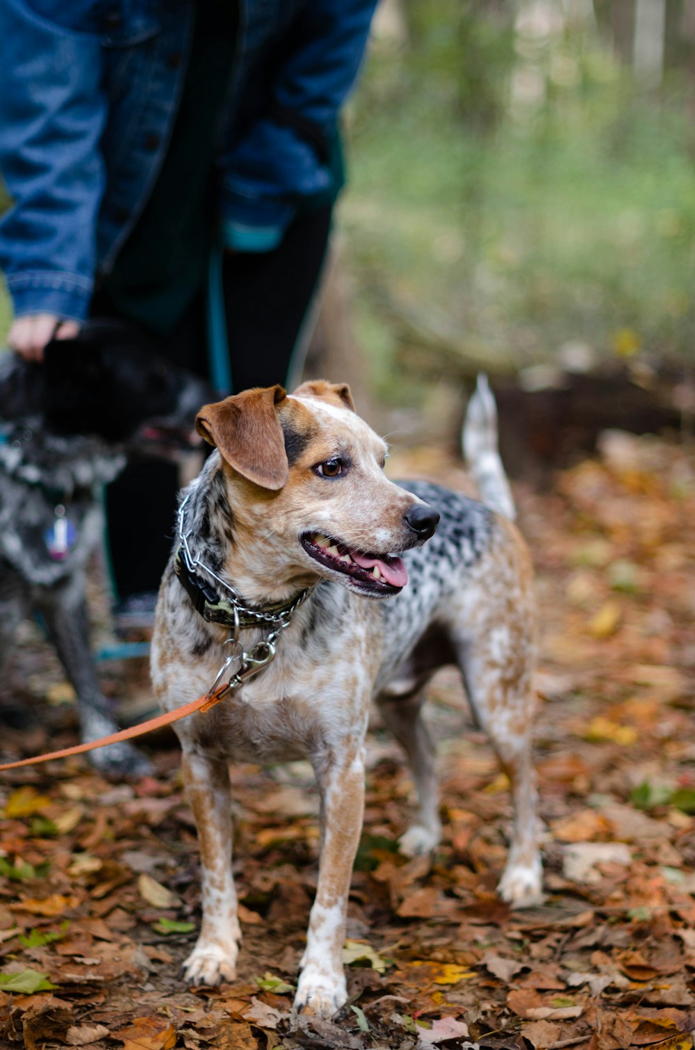 Cane marrone, nero e bianco a pelo corto in piedi all'aperto