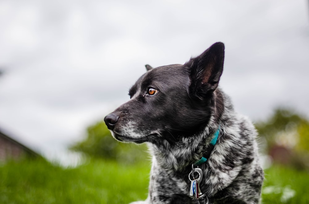 short-coated black and white dog facing sideways outdoors