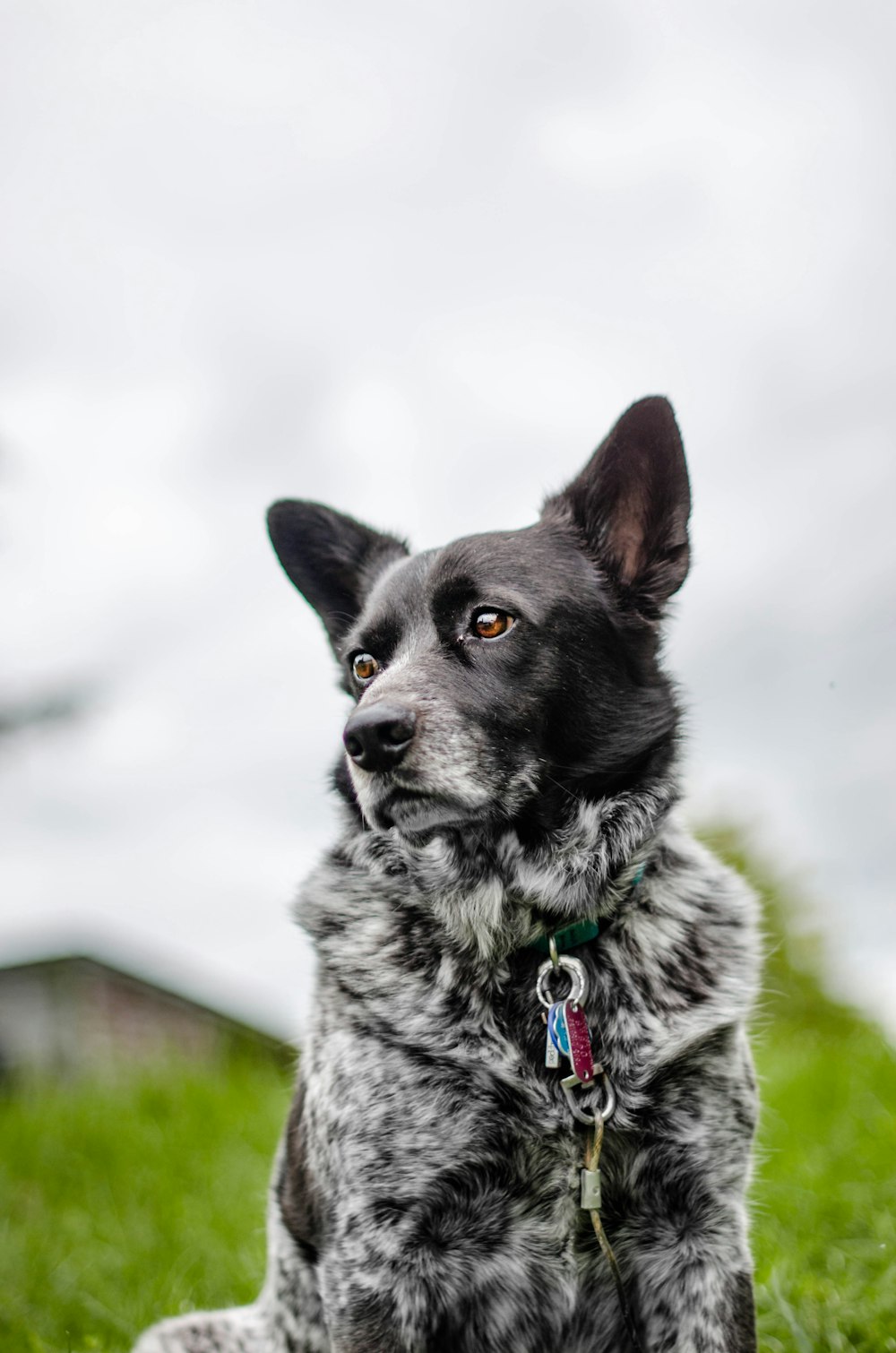 dog standing on grass