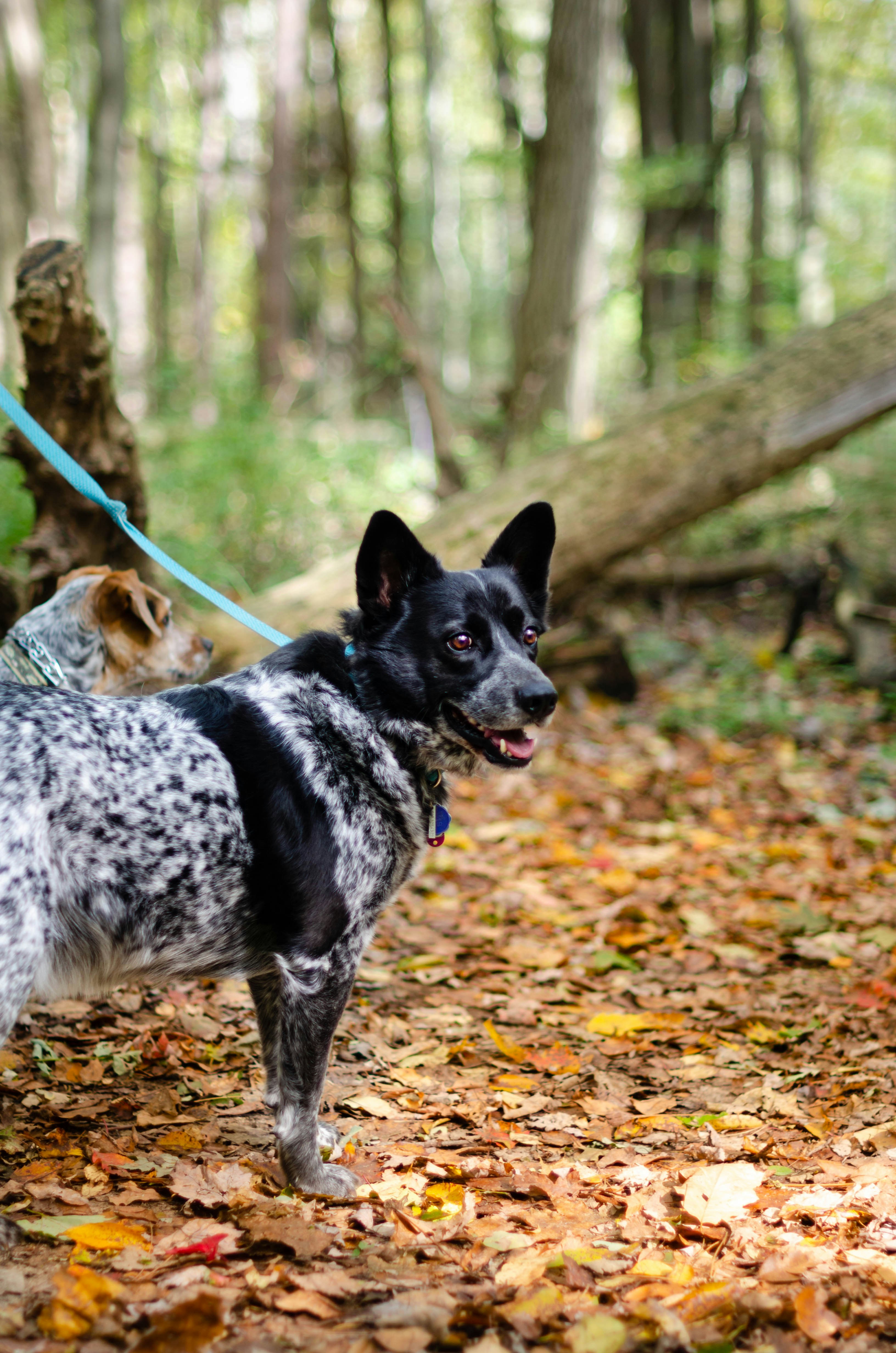 dog on dried leaves