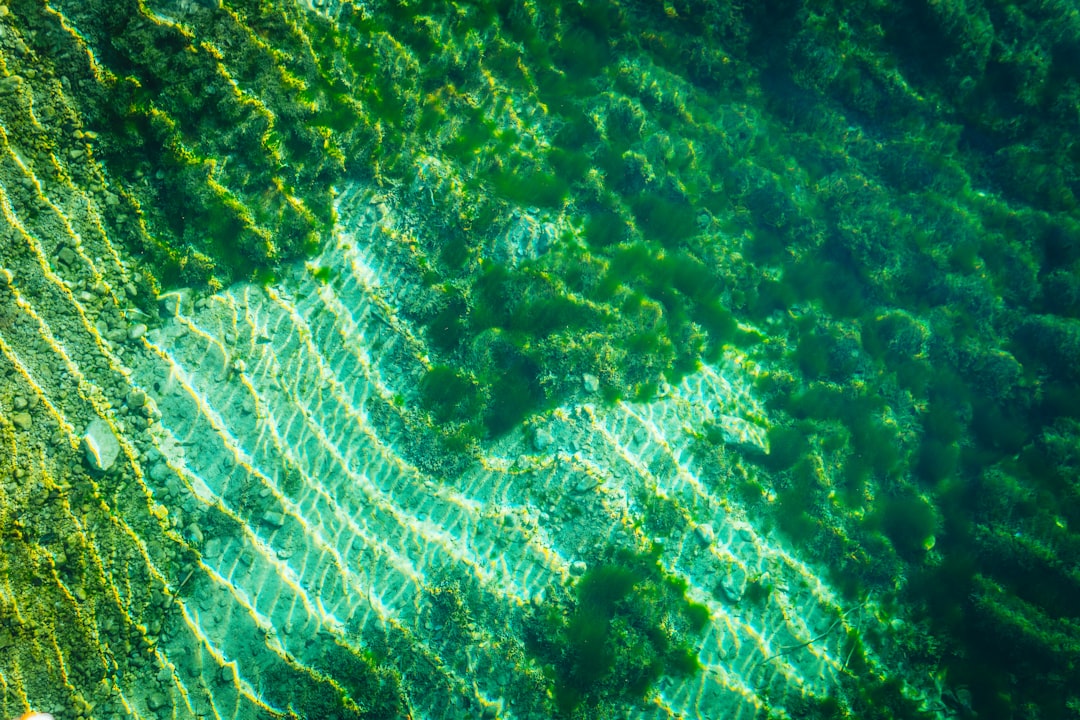 Underwater photo spot Lake Jasna Lake Bled