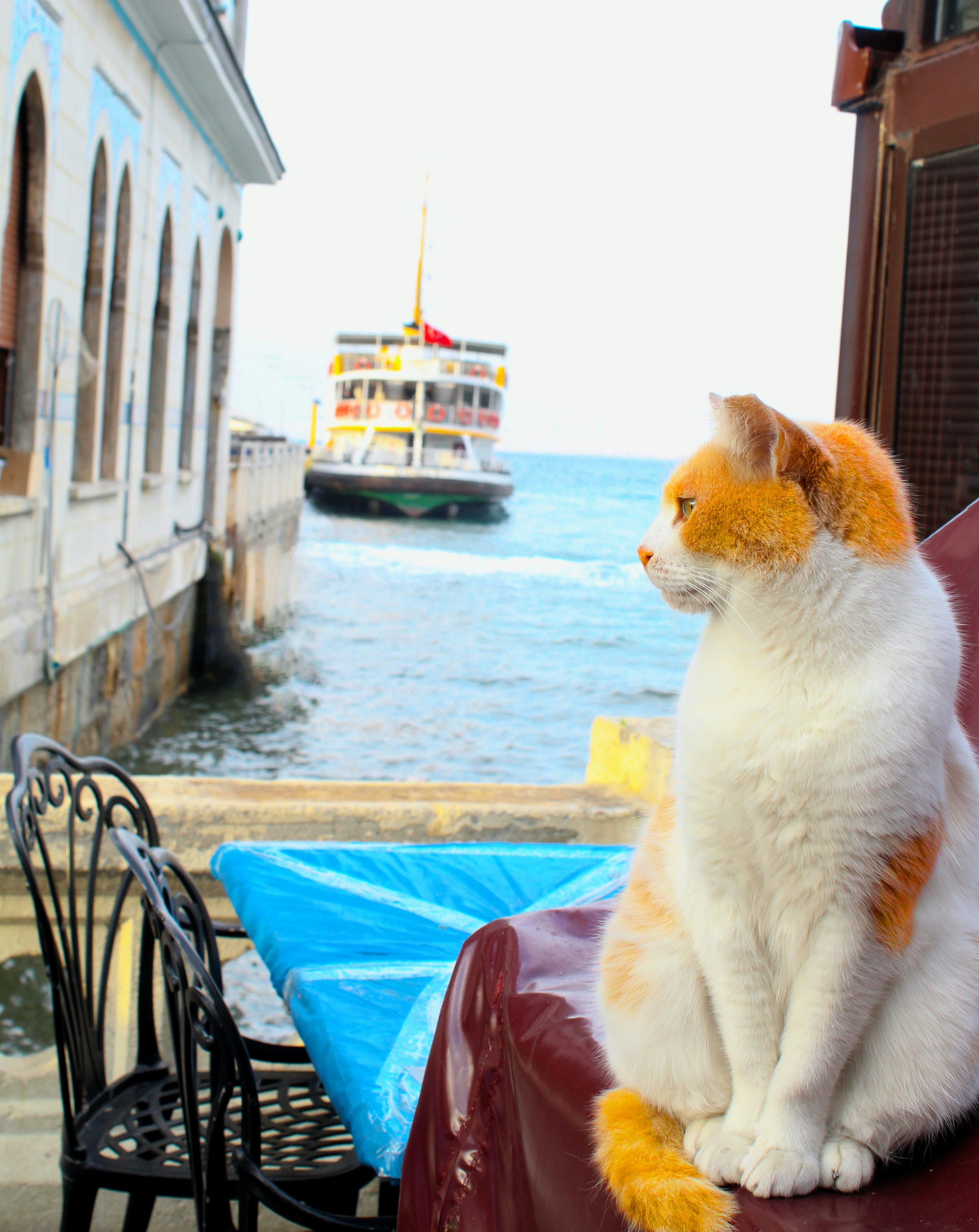 Turkish Van: The Water Whiz (image credits: unsplash)