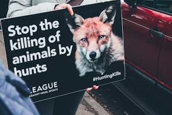 A protest sign held by a person displays an image of a fox with a message against animal hunting. The sign reads: 'Stop the killing of animals by hunts.' It also includes the hashtag #HuntingKills and mentions an organization named League Against Cruel Sports. The background features a red vehicle.