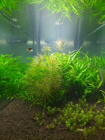 An aquarium scene features lush green aquatic plants growing from a dark substrate. A small fish is swimming in the middle, while strands of plants span the background. The water has a clear and calm appearance.