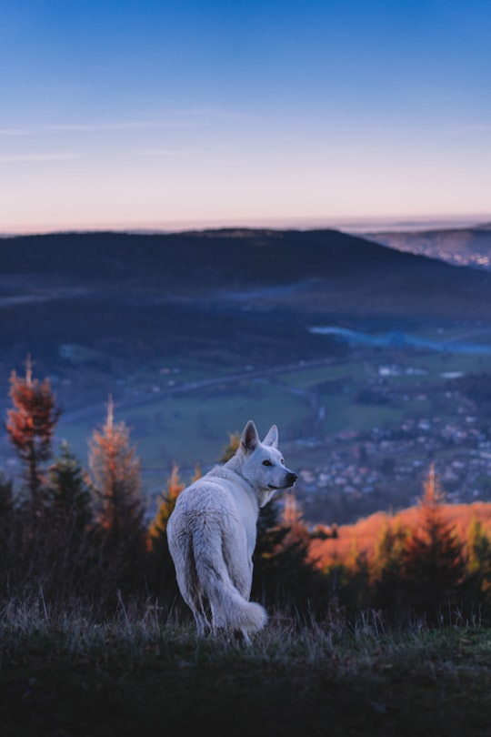 white wolf in Vecoux France