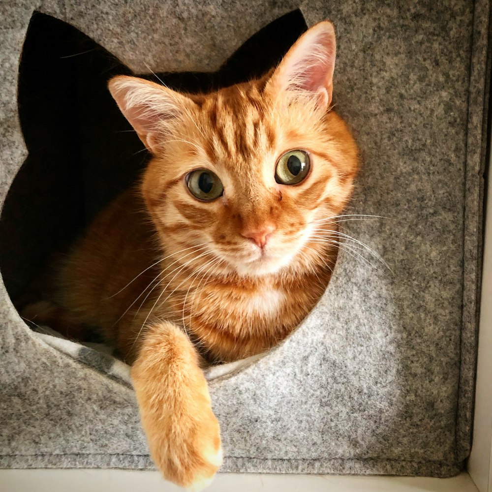 orange tabby cat