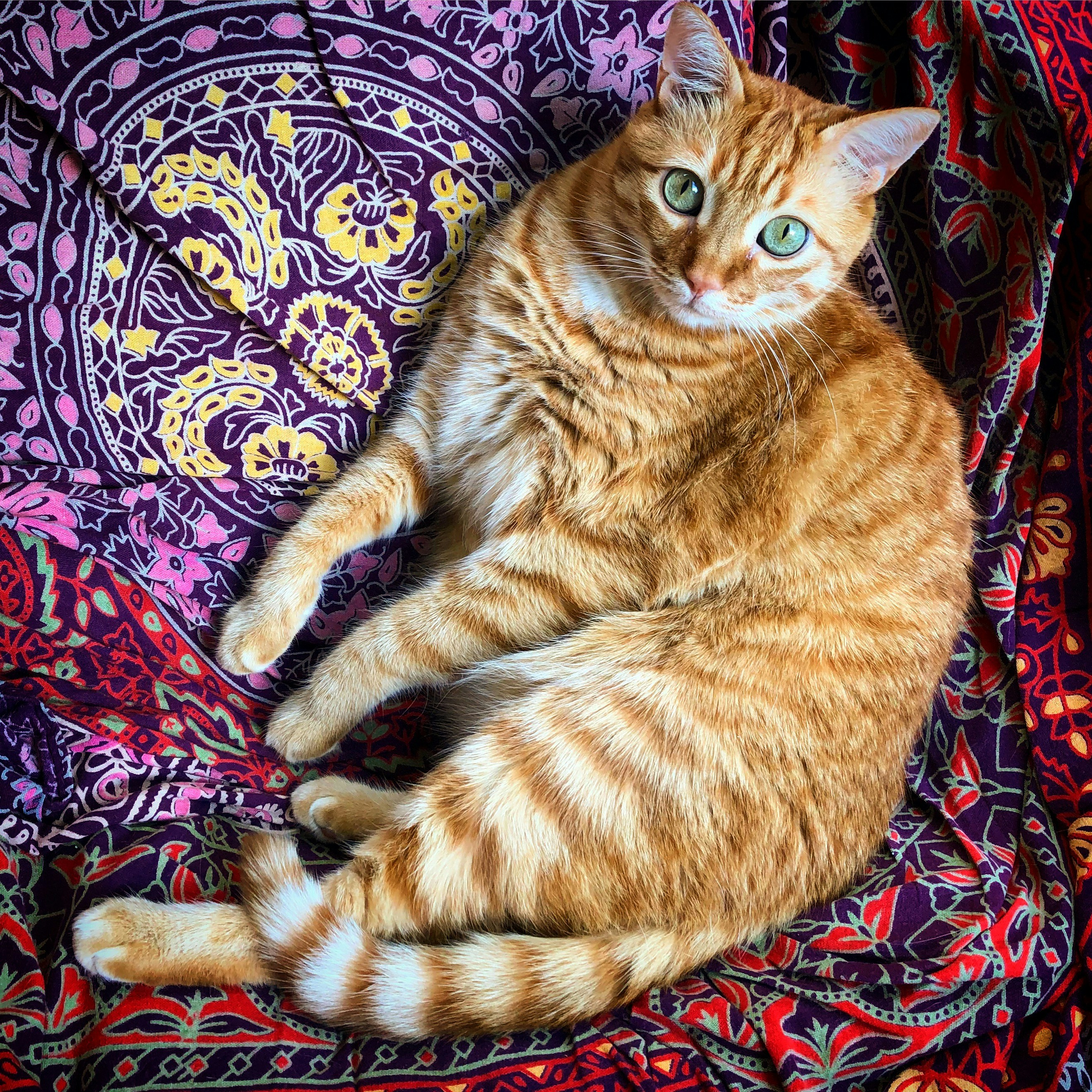 500+ Ginger Cat Pictures [HD] | Download Free Images on Unsplash