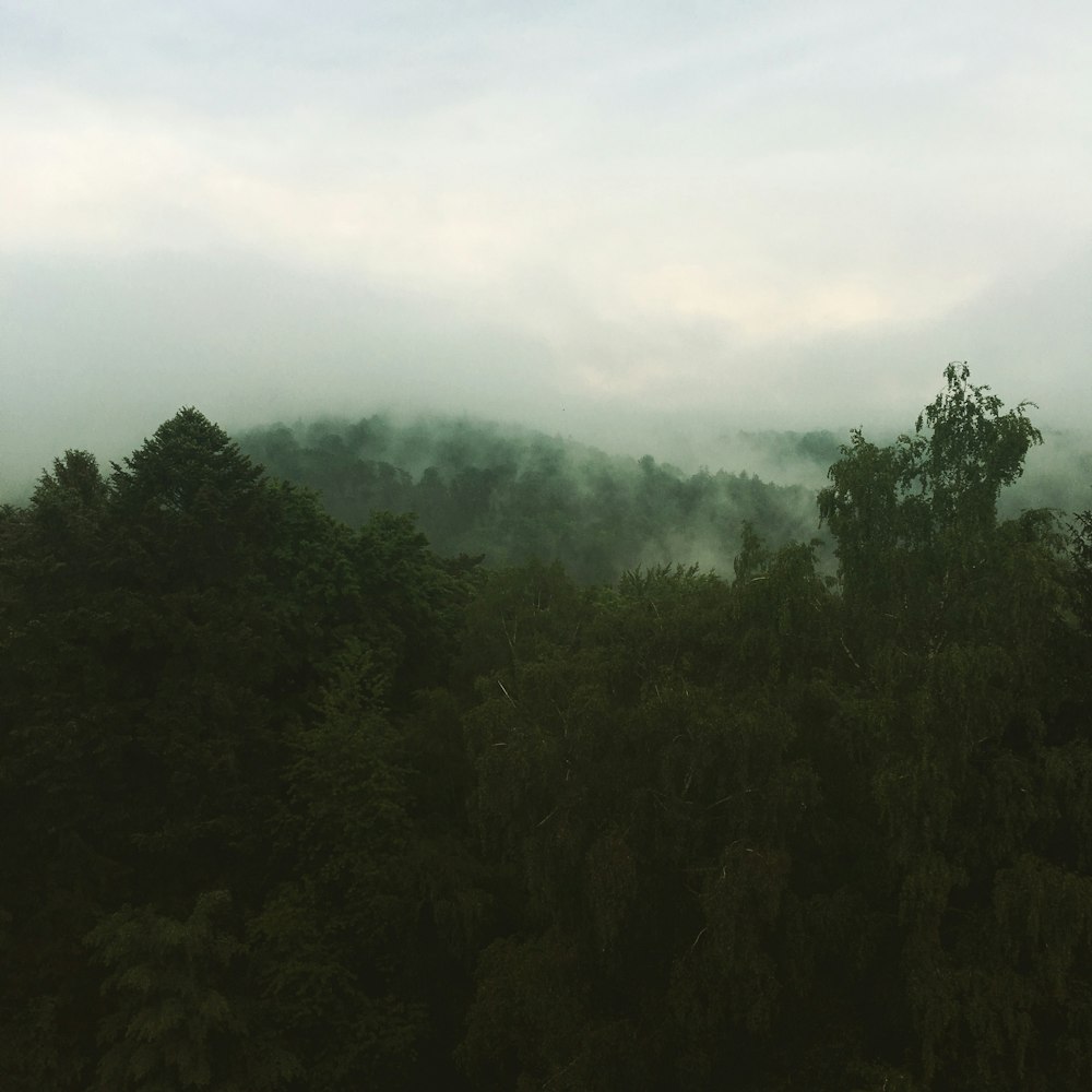 green-leafed trees