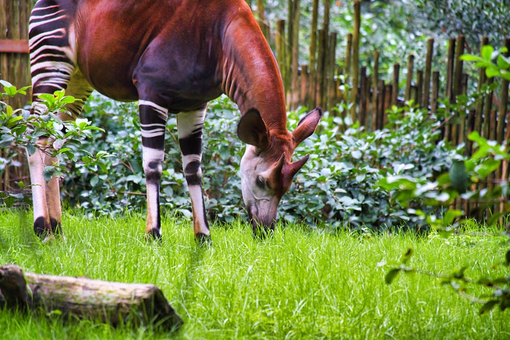 brown and white horse eating grass