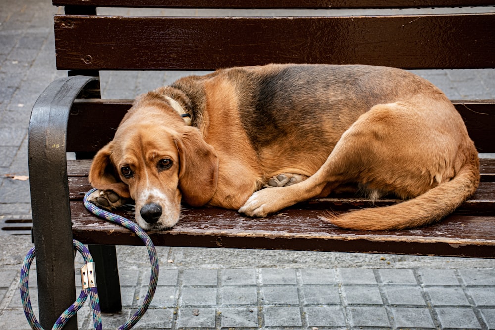 adult brown and gray beagle-harrier dog lying on wooden bench