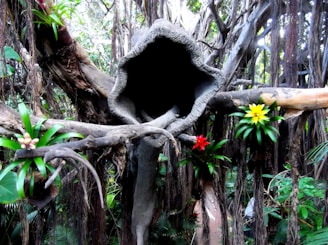 A large, ancient tree with thick, gnarled branches and a hollow trunk dominates the scene. Brightly colored flowers, including yellow and red bromeliads, grow from the branches. Dense green foliage surrounds the tree, creating a lush jungle-like atmosphere.
